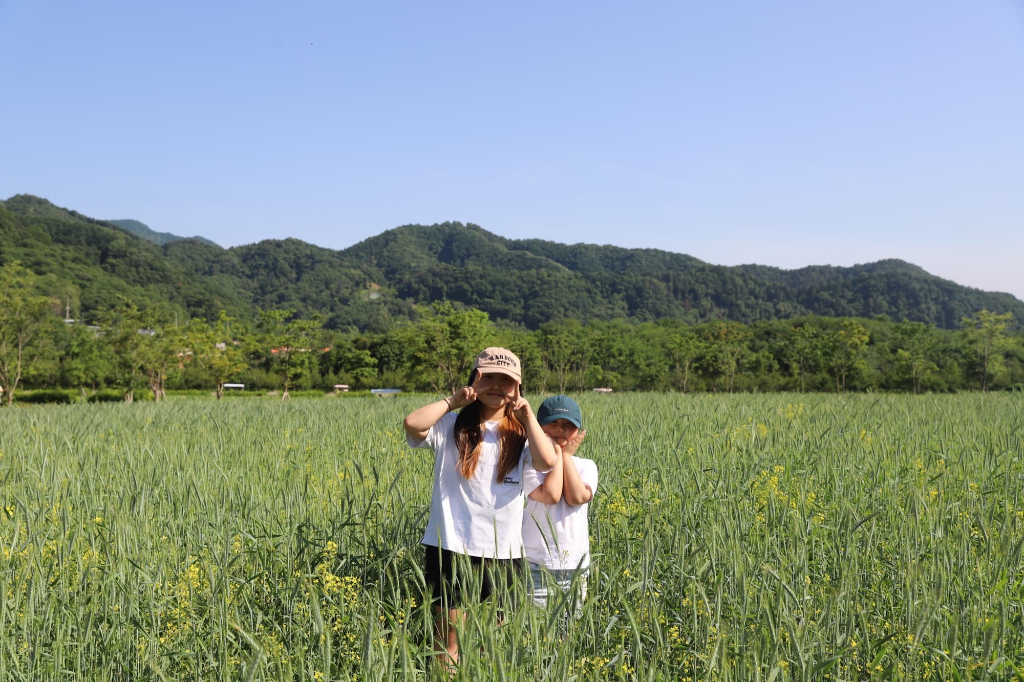 청보리(1)